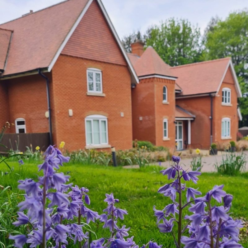 Bluebells at The Bluebells