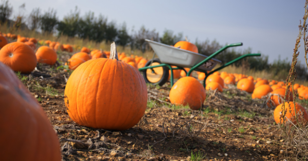 pumpkin patch